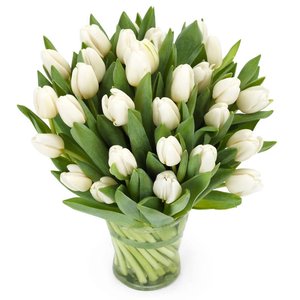 Bukiet Białych Tulipanów